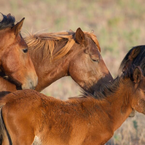 parco della giara-cavallini
