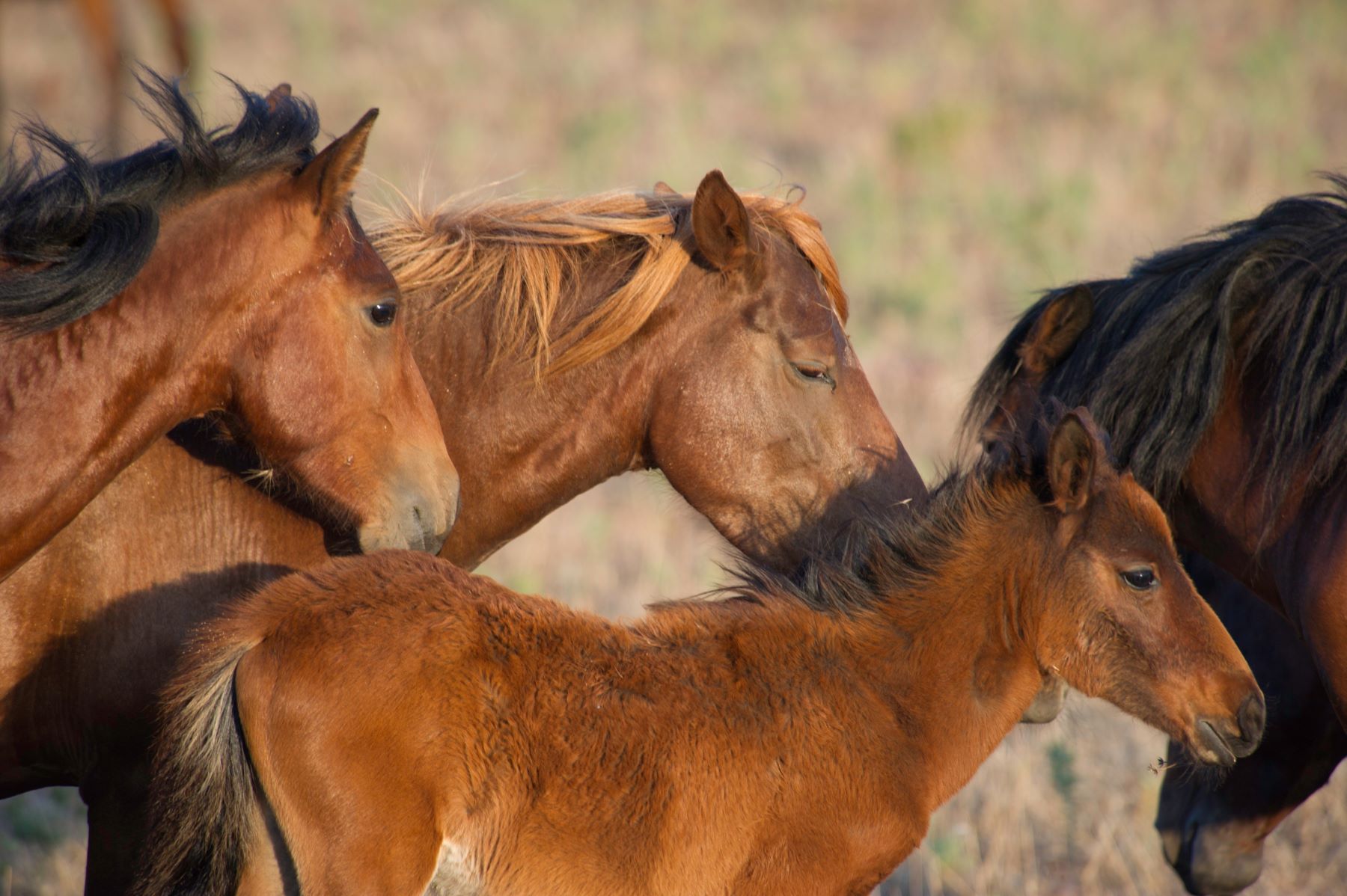 parco della giara-cavallini
